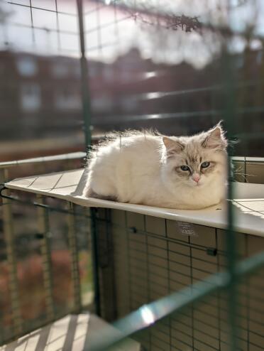 You know she's comfortable when she's sitting like a chicken!