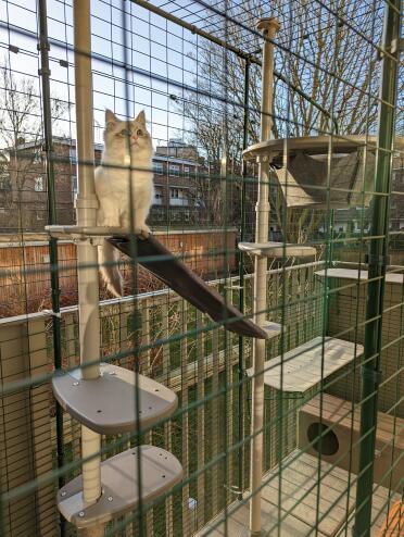 Create an amazing playground for your cats