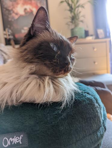 Moira (Ragdoll Rescue) enjoying her Omlet bed the first day we brought her home!