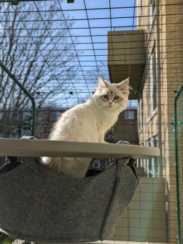 Cats love the hammock