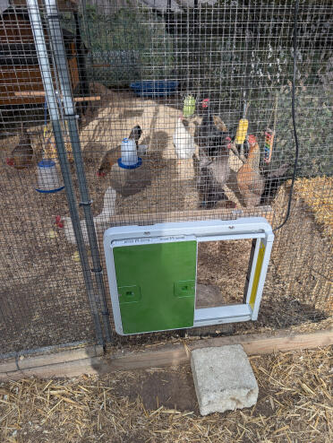 Smart coop door installed on hardware cloth run wall