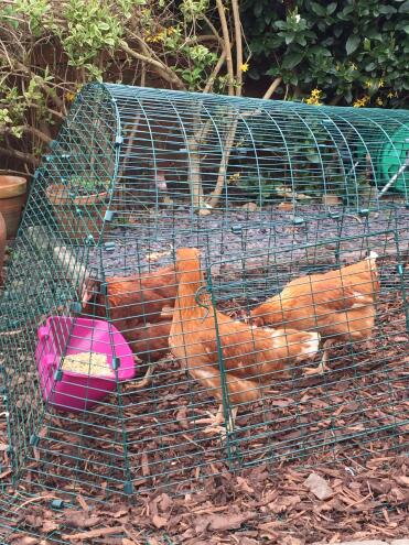 MarGot, barbara und audrey richten sich ein!
