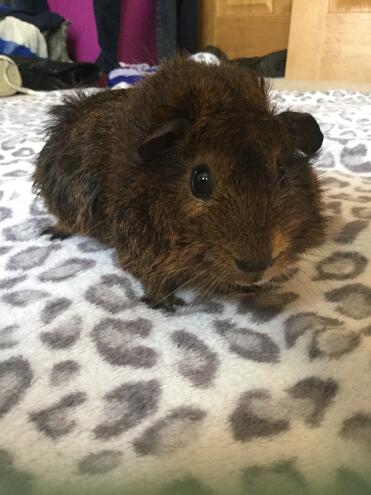 Sie ist ein süßes kleines Mädchen