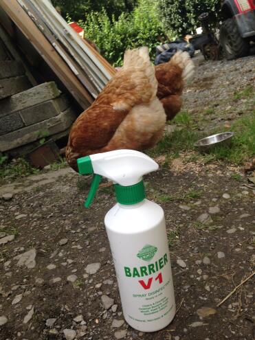 The disinfectant that my chickens love!