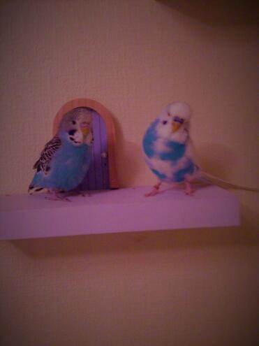Das sind meine Wellensittiche, Blue und Milo. Blau ist rechts und Milo ist links.
