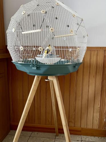 This Geo cage will look great in any home!