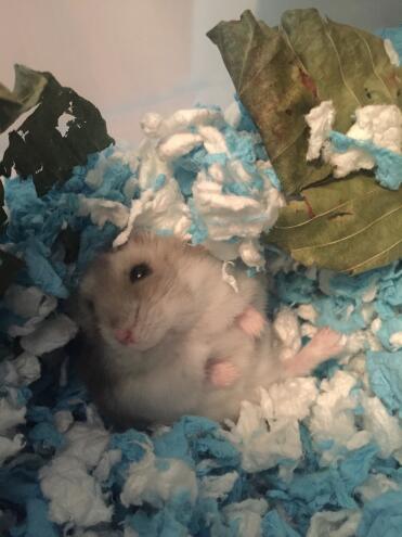 Hamsters loves making nests.