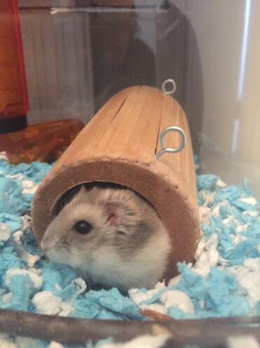 Gerbil with Carefresh Bedding