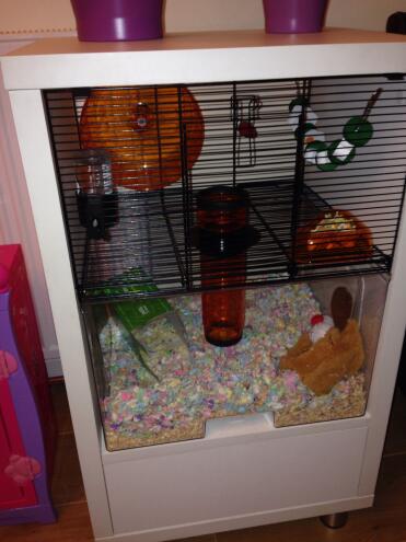 Schlafender hamster