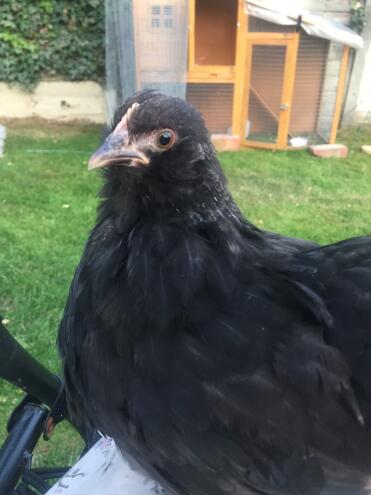 Hermines gute Seite einfangen