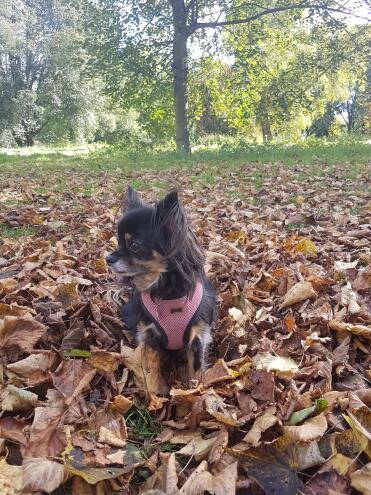 What a sweet little Chihuahua!