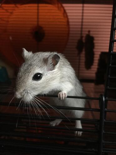 Edward oder reis und mein mann nennt ihn. 