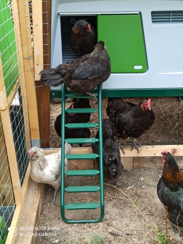 The coop is adaptable and can be placed in your own enclosure