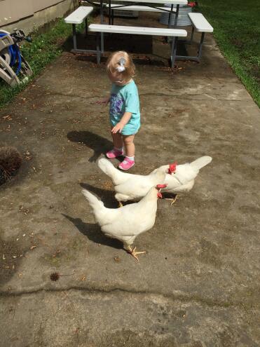 Fun with chickens!
