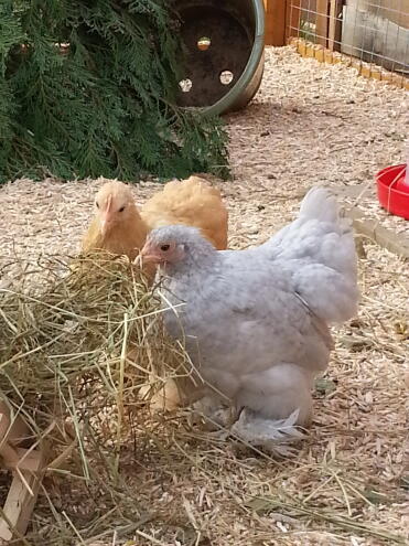 Lavendel und lilie