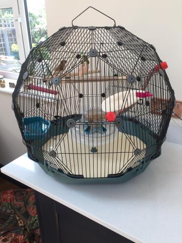 My birdies love their new home 