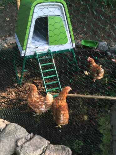 Galline felici :-)