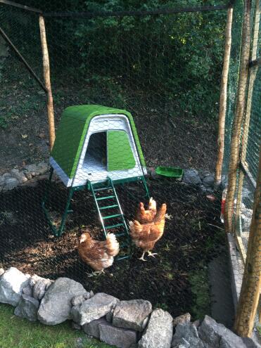 Galline felici 