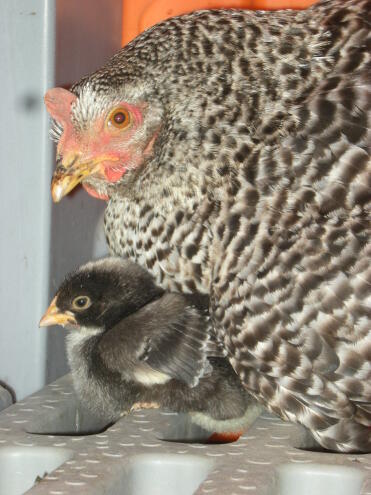 isolde and a chick