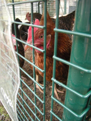 our chicken under the cube