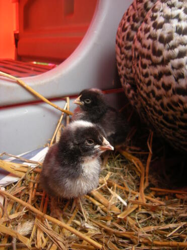two chicks