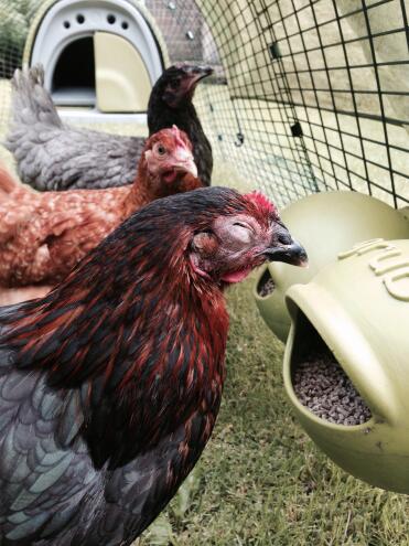 Bernie, babs und betty