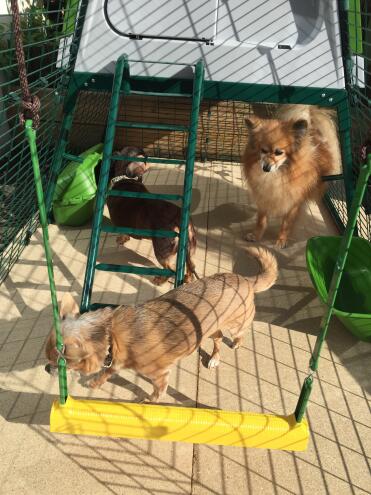 Meine hunde scheinen von unserem neuen hühnerstall beeindruckt zu sein