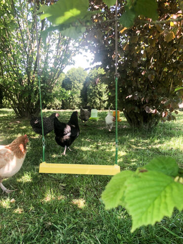 Chickens and Omlet Chicken Swing