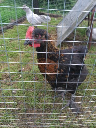 Curioso giovane francese Copper Maran Rooster