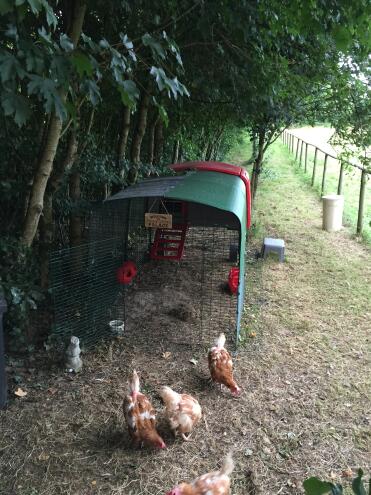 Le mie ragazze del bosco a cluckingham towers con la loro copertura combi!