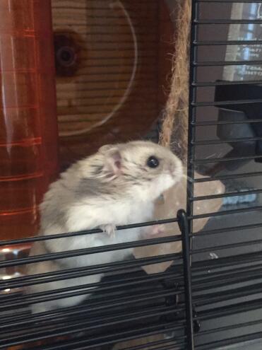 You can add natural lick treats for your gerbil.