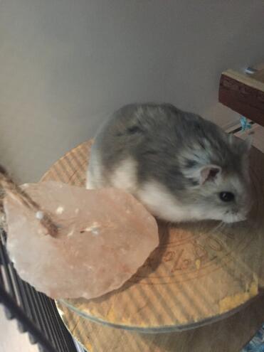 Gerbil