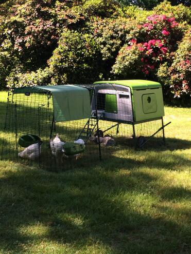 Our new sussex chickens getting used to their new home