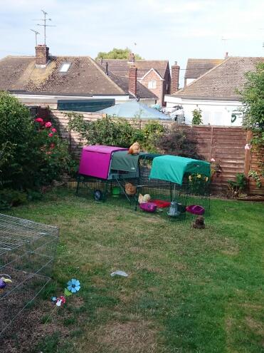 Peggy beim eierlegen auf dem dach ihres neuen hauses. 