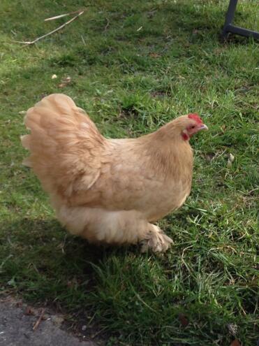 Nelly unser gieriger und sehr freundlicher Pekin