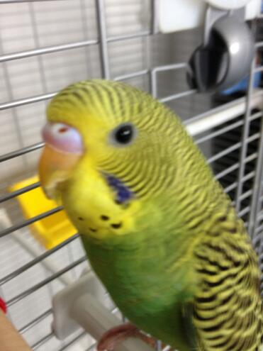 Budgies have such beautiful coats!