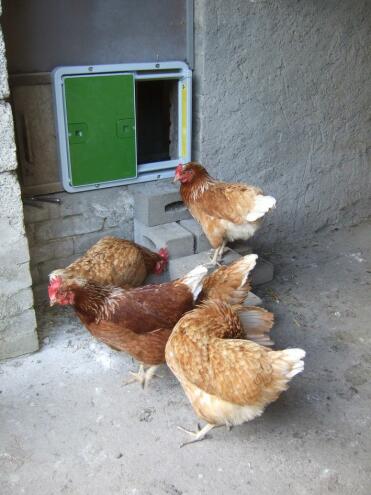 Omlet Green Automatic Chicken Coop Door attached to chicken coop and chickens