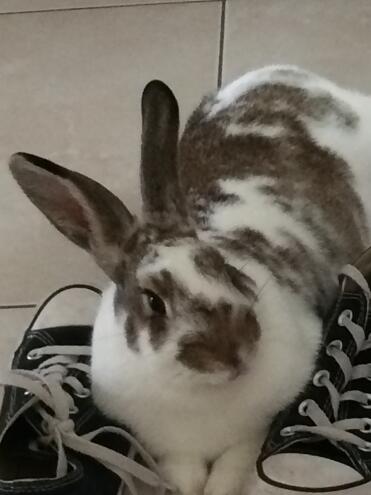 Nutmeg taking a little snooze