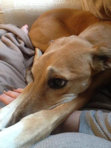Glatthaariger Saluki