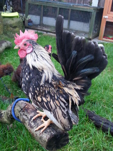 5 Monate alter Serama Hahn