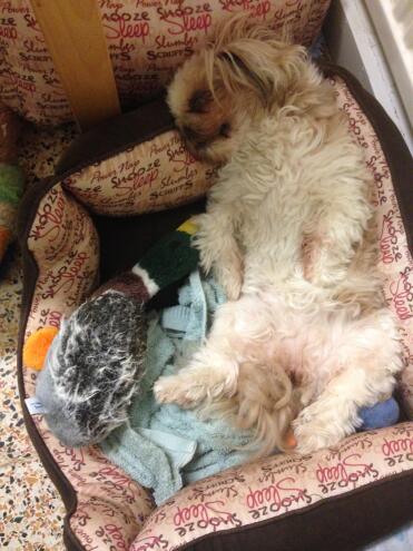 Siesta pomeridiana
