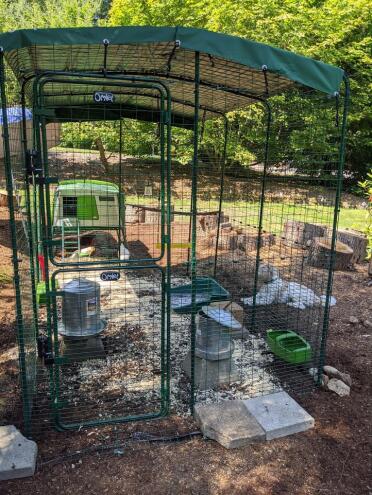 Happy Little Chickens!
