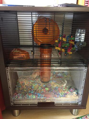 Oreo and Holly love their Qute house