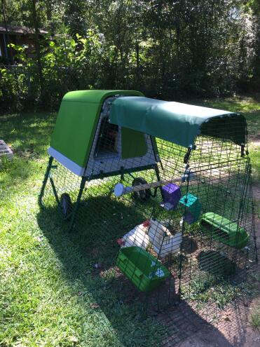 We love our new coop. Our chickens prefer not to use the ladder. 