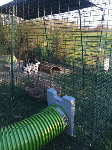 Rabbits in Omlet Zippi Rabbit Playpen with Omlet Zippi Tunnel attached