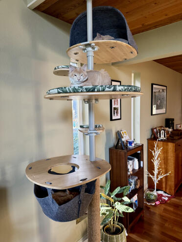 3 foster kittens hanging out in our Omlet cat tree