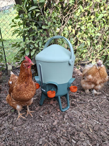 Finally it has arrived! always clean water for my hens, they are happy and so am i.