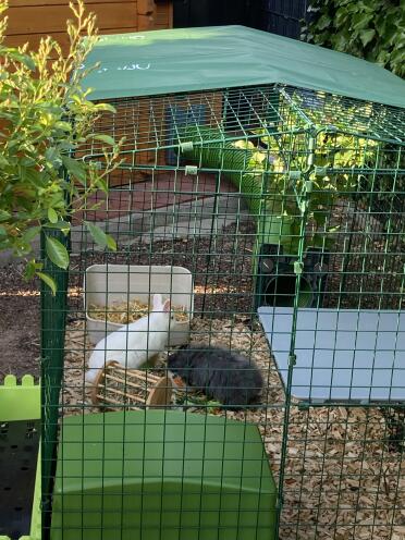 Rabbits enjoy spending time in their run