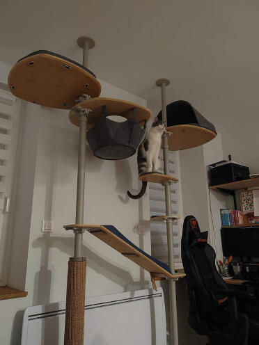After our henhouse Omlet, we're still convinced by these products. my cats love this indoor cat tree, next project the catio!