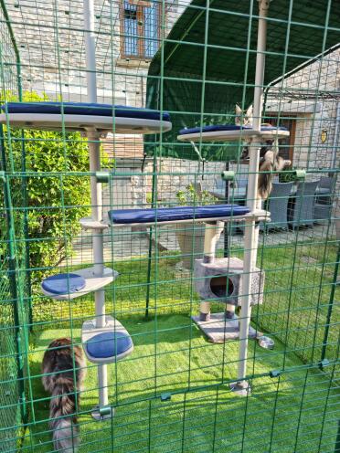 Offer some exercise to your cats